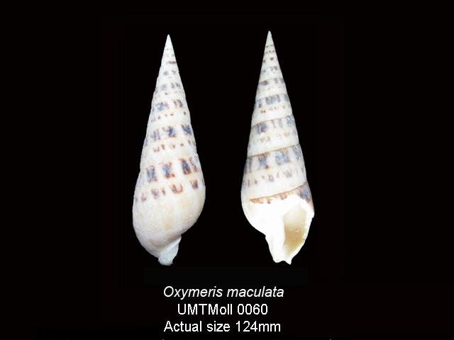 Specimen image
